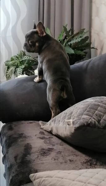 bouledogue francese, cuccioli