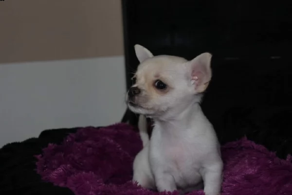 2 cuccioli di chihuahua taglia mini toy  | Foto 1