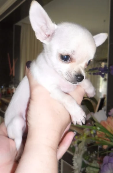 2 cuccioli di chihuahua taglia mini toy 