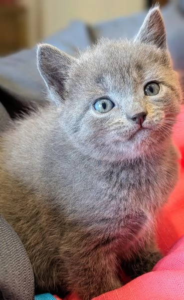 Cuccioli di certosino alta genealogia | Foto 2