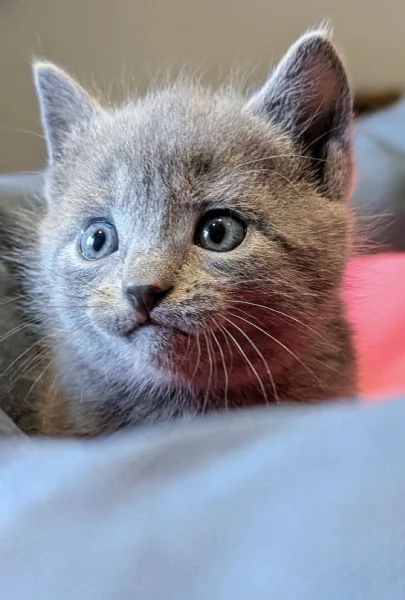 Cuccioli di certosino alta genealogia | Foto 1