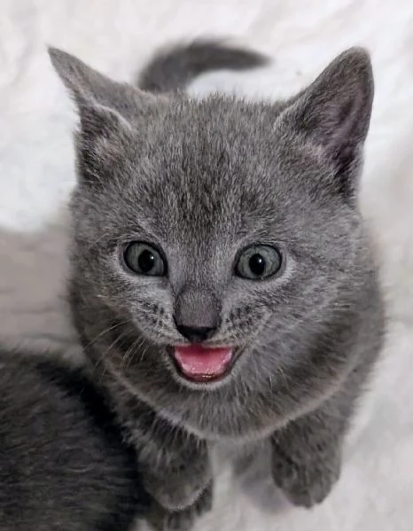 Cuccioli di certosino alta genealogia