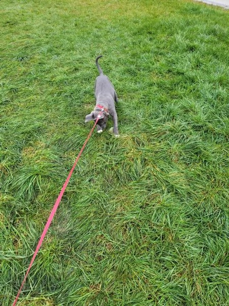 cuccioli pitbull alta genealogia | Foto 1