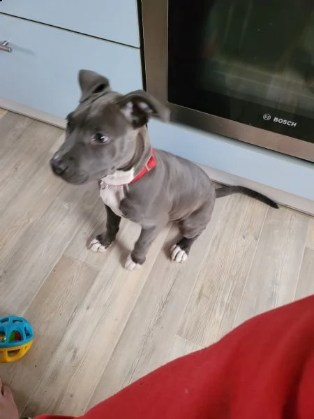 cuccioli pitbull alta genealogia | Foto 0