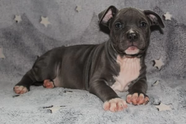 cuccioli pitbull alta genealogia