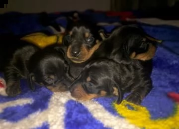 cuccioli di bassotto tedesco a pelo corto con pedigree 