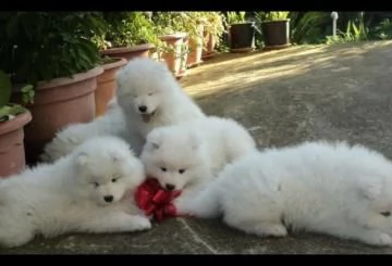 bellissimi cuccioli samoiedo sia maschi che femmine, disponibili