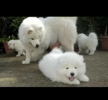 bellissimi cuccioli samoiedo sia maschi che femmine, disponibili | Foto 0