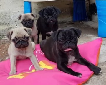 disponibili stupendi cuccioli carlino