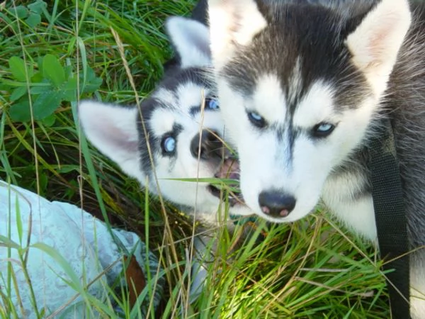  husky siberian occhi blu | Foto 2