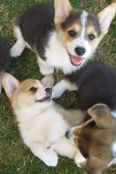 cuccioli welsh corgi pembroke | Foto 0