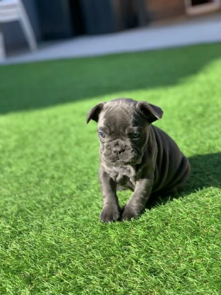 bouledogue francese cuccioli | Foto 4
