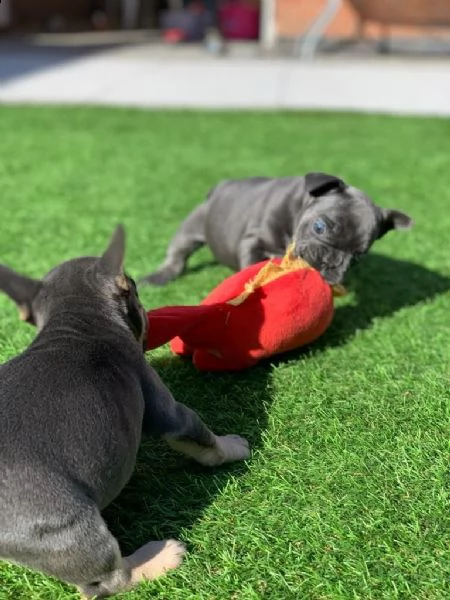 bouledogue francese cuccioli | Foto 3