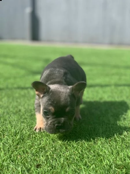 bouledogue francese cuccioli | Foto 2