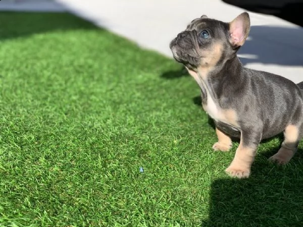 bouledogue francese cuccioli | Foto 1
