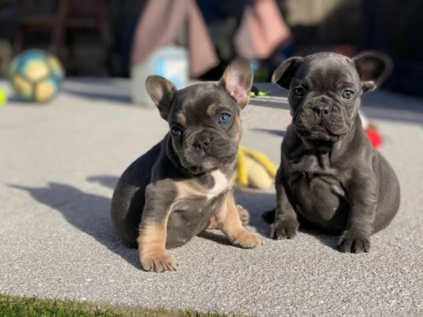 bouledogue francese cuccioli