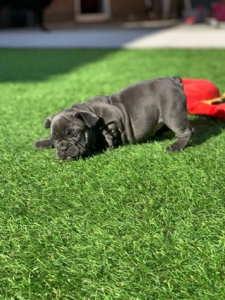 bouledogue francese cuccioli | Foto 0