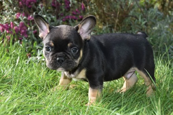 bouledogue bulldog francese | Foto 1