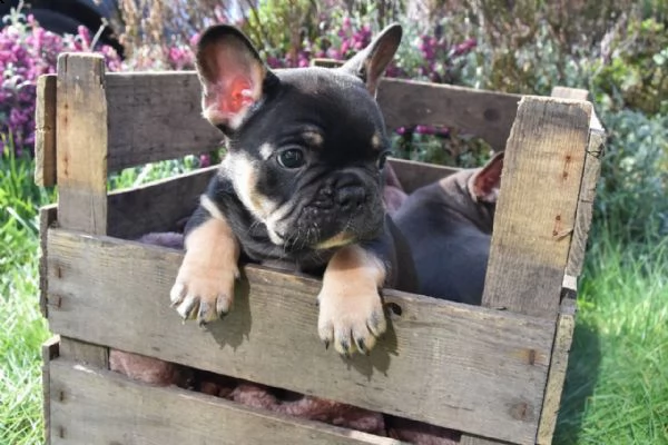 bouledogue bulldog francese | Foto 0