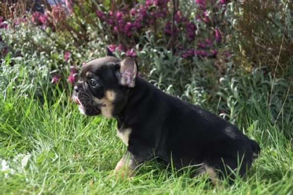bouledogue bulldog francese