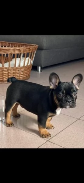 bulldog bouledogue francese pedigree enci | Foto 2