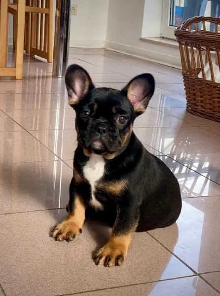 bulldog bouledogue francese pedigree enci | Foto 1