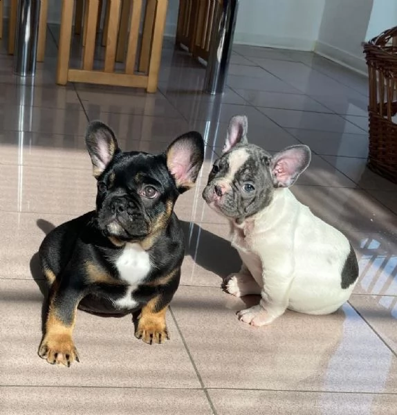 bulldog bouledogue francese pedigree enci | Foto 0