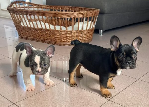 bulldog bouledogue francese pedigree enci