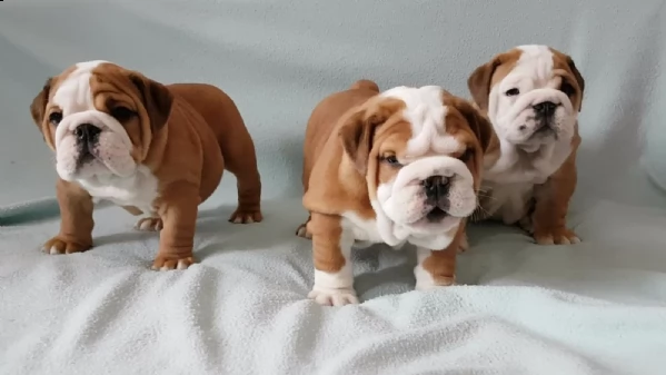disponibili cuccioli di bulldog