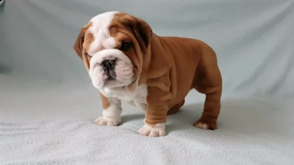 disponibili cuccioli di bulldog | Foto 1