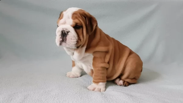 disponibili cuccioli di bulldog | Foto 0