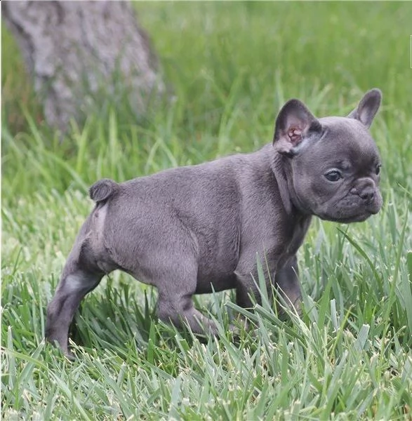 bellissimi cuccioli bulldog francese