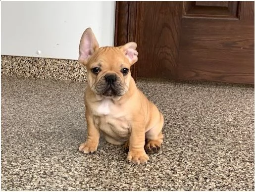 bellissimi cuccioli bulldog francese | Foto 1