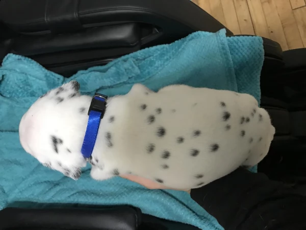 ultima cucciola dalmata bianco-nera | Foto 0