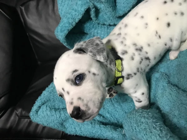 ultima cucciola dalmata bianco-nera