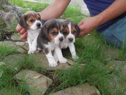 beagle cuccioli, taglia piccola | Foto 0