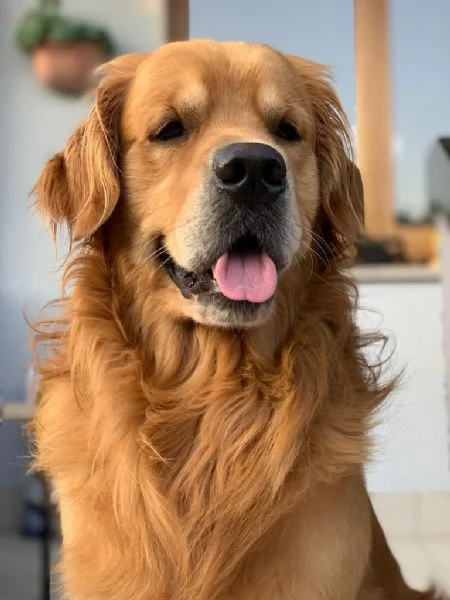 GOLDEN RETRIEVER CUCCIOLE CON PEDIGREE ENCI | Foto 2