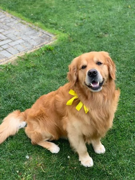 GOLDEN RETRIEVER CUCCIOLE CON PEDIGREE ENCI | Foto 1