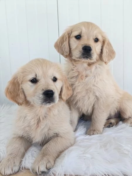 GOLDEN RETRIEVER CUCCIOLE CON PEDIGREE ENCI