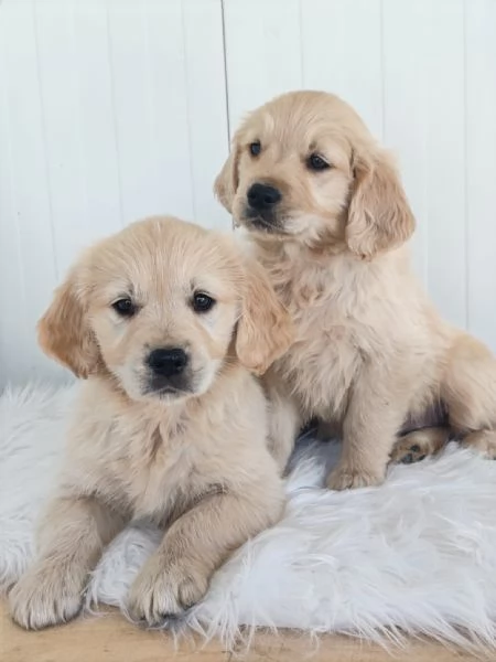 GOLDEN RETRIEVER CUCCIOLE CON PEDIGREE ENCI | Foto 0