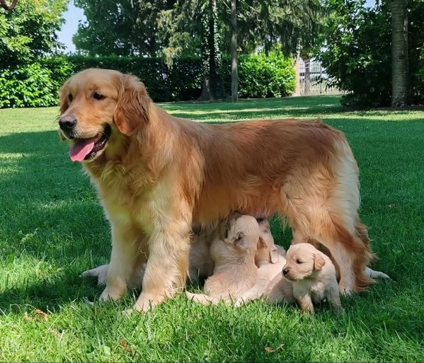 GOLDEN CON PEDIGREE ENCI