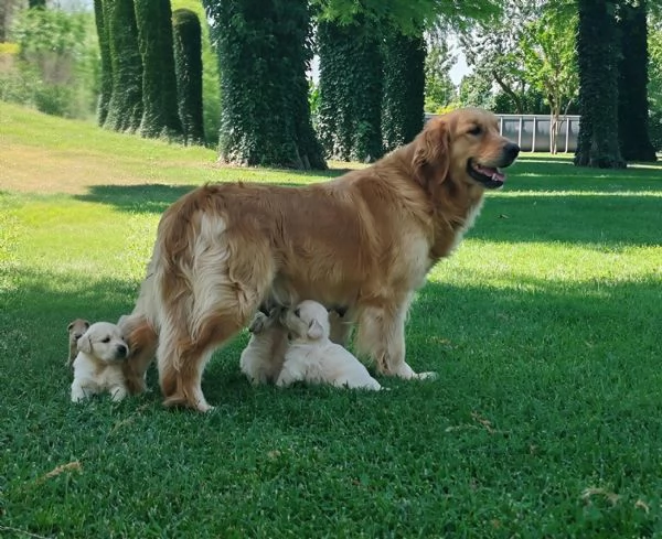 GOLDEN CON PEDIGREE ENCI | Foto 1