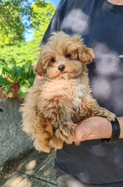 MALTIPOO UCCIOLI ( incroci maltese per barboncino)