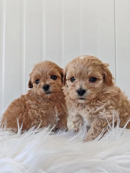MALTIPOO UCCIOLI ( incroci maltese per barboncino) | Foto 0