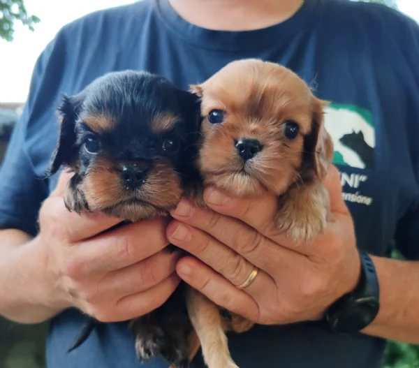CAVALIER KING CON PEDIGREE ENCI
