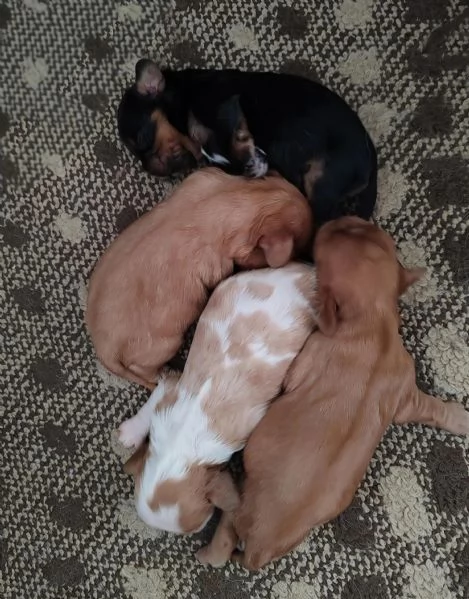 CAVALIER KING CON PEDIGREE ENCI | Foto 0