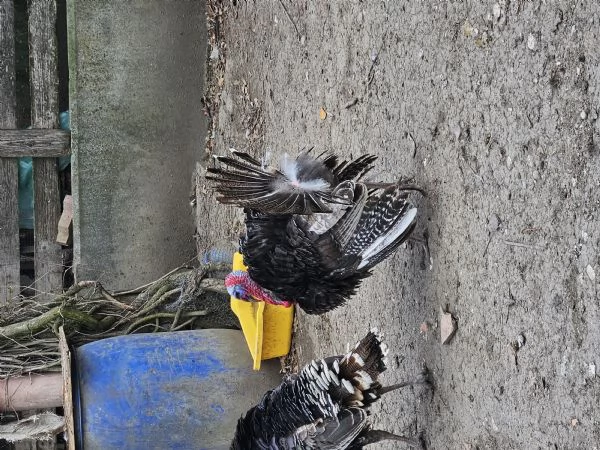 Vendo Tacchino adulto