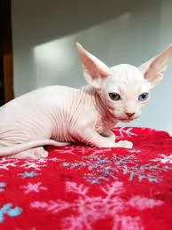 cuccioli sphynx gatto nudo