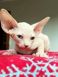 cuccioli sphynx gatto nudo | Foto 3