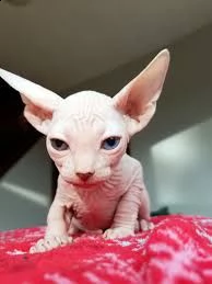 cuccioli sphynx gatto nudo | Foto 2